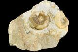 Two Ammonite Fossils - Boulemane, Morocco #122438-1